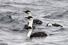 04A Blue-eyed Shag Birds In The Water Next In Foyn Harbour On Quark Expeditions Antarctica Cruise.jpg